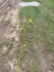 Draba eriopoda