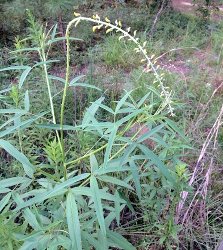 Crotalaria lanceolata