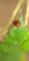 Coleoptera