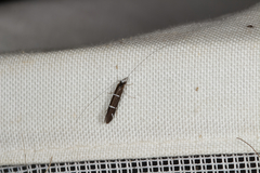 Athripsodes albifrons