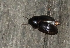 Cymbiodyta bifidus