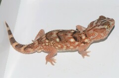 Chondrodactylus angulifer