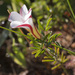 Oxalis multicaulis - Photo (c) Carina Lochner, algunos derechos reservados (CC BY-NC), subido por Carina Lochner