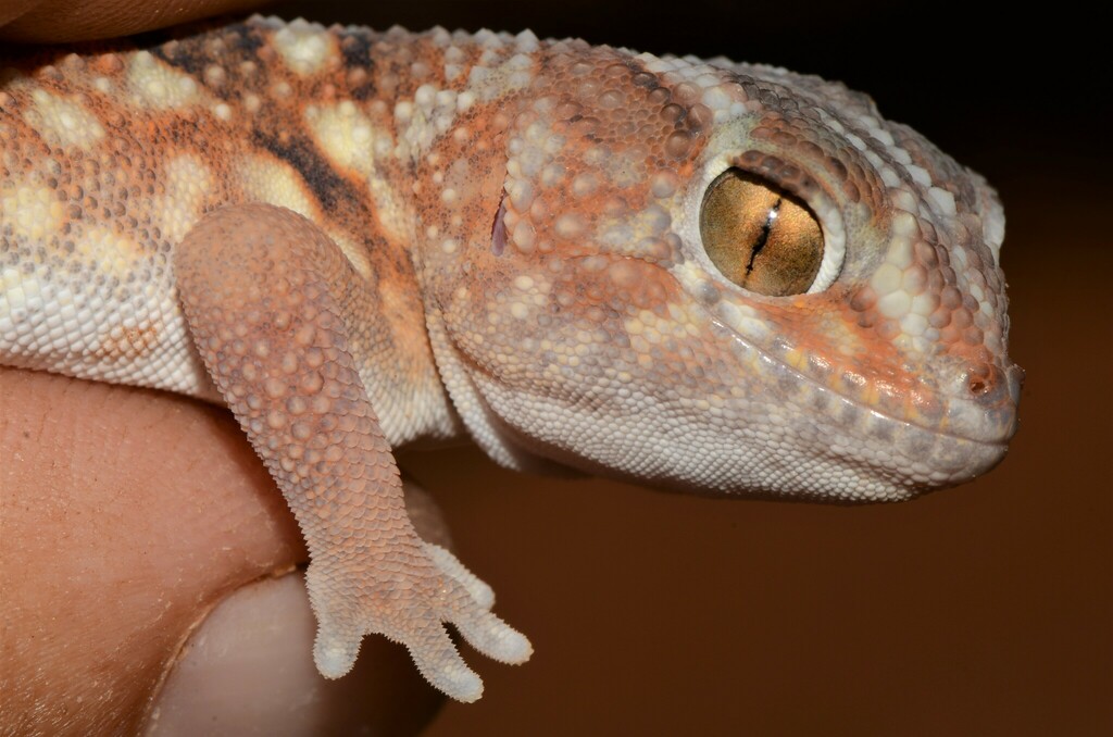 Common Giant Ground Gecko