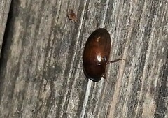 Cymbiodyta bifidus