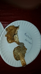 Russula ballouii