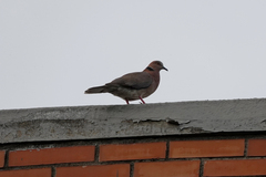 Streptopelia bitorquata