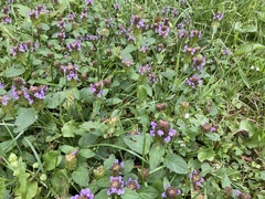Prunella vulgaris