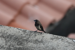 Lonchura leucogastroides