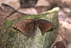 Tanaecia whiteheadi