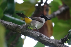 Pycnonotus aurigaster