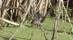 Oryzomys palustris