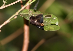 Gerosis phisara