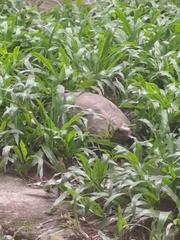 Indotestudo elongata