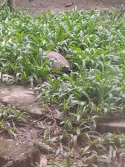 Indotestudo elongata