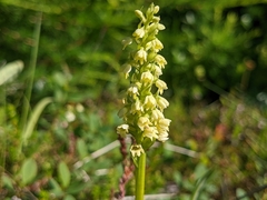 Pseudorchis