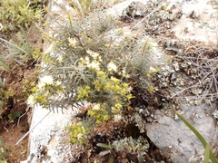 Agathosma foetidissima