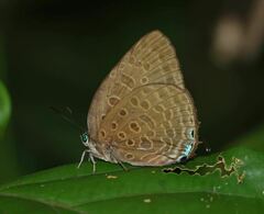 Arhopala aedias