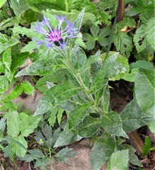 Centaurea maramarosiensis