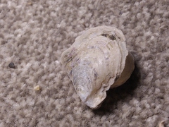 Pterioidea