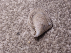 Pterioidea