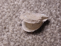 Pterioidea
