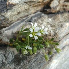 Cerastium pedunculatum