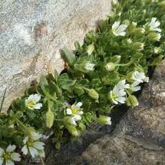 Cerastium pedunculatum