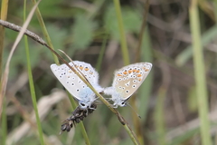 Polyommatus icarus