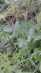 Cullen australasicum