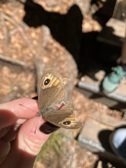 Lasiommata petropolitana