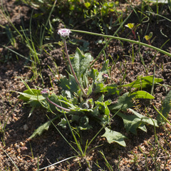 Othonna digitata