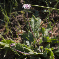 Othonna digitata
