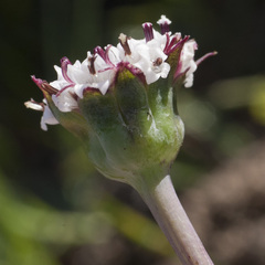 Othonna digitata