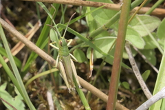 Pseudochorthippus parallelus