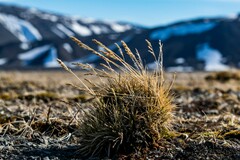 Deschampsia cespitosa glauca