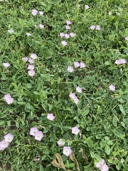 Convolvulus arvensis