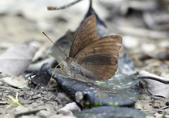 Tanaecia whiteheadi
