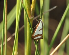 Emprepes pudicalis