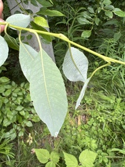 Salix taraikensis