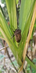 Chalcopis glandulosa