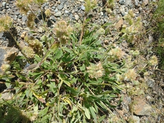 Phacelia corymbosa
