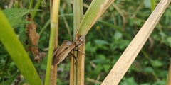 Chalcopis glandulosa