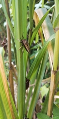 Chalcopis glandulosa