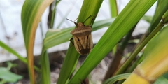 Chalcopis glandulosa