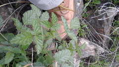 Cullen australasicum