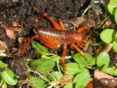 Cratomelus armatus