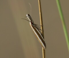 Pleurota aristella