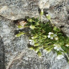 Cerastium pedunculatum