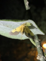 Endocrossis flavibasalis